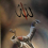السيد الديب