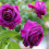 Israa Hameed