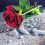 bouazza djelloul