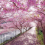 Khalid Abdul Majed