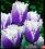 صهوات صحوات محمد